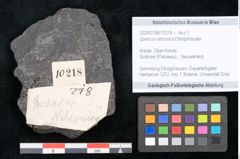 Foto (Objekt + Etikett) von Quercus nelsonica Ettingshausen (NHMW-GEO-2024-0188-10218)